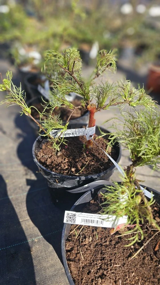 https://www.martin-sad.ru/интернет-магазин-растений/p/257539-sambucus_racemosa_tenuifol...