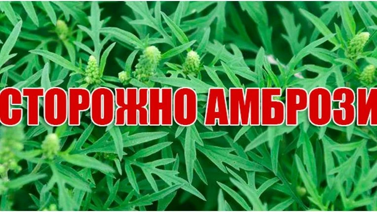❗️Осторожно Амброзия❗️ 
Самый опасный сорняк на участке Амброзия - это не только вредоносный сорняк,