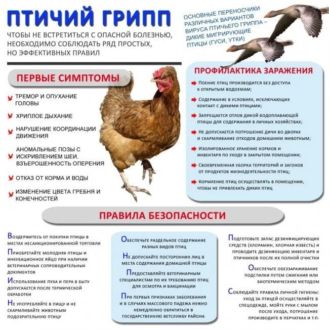 Факторами передачи вируса являются корма, яйцо, тушки погибших и убитых птиц, перо, экс...
