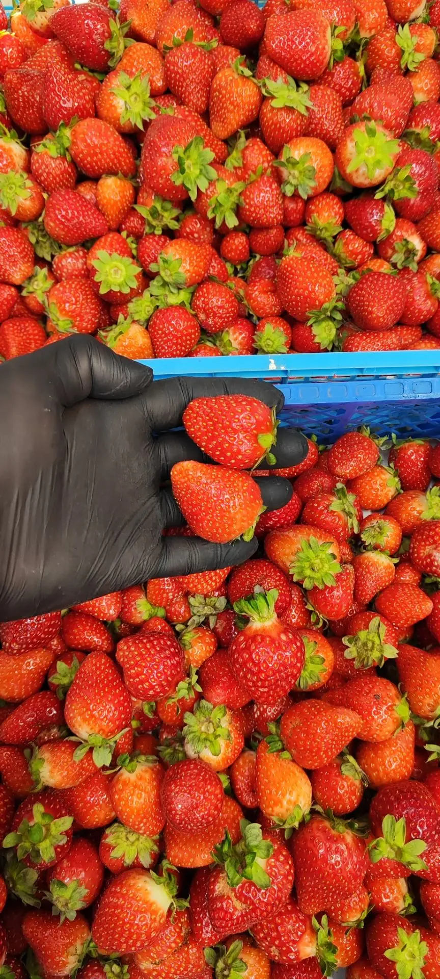 🍓Сладкая клубника и весь остальной свежий ассортимент: утренняя поставка принята. Ждём...