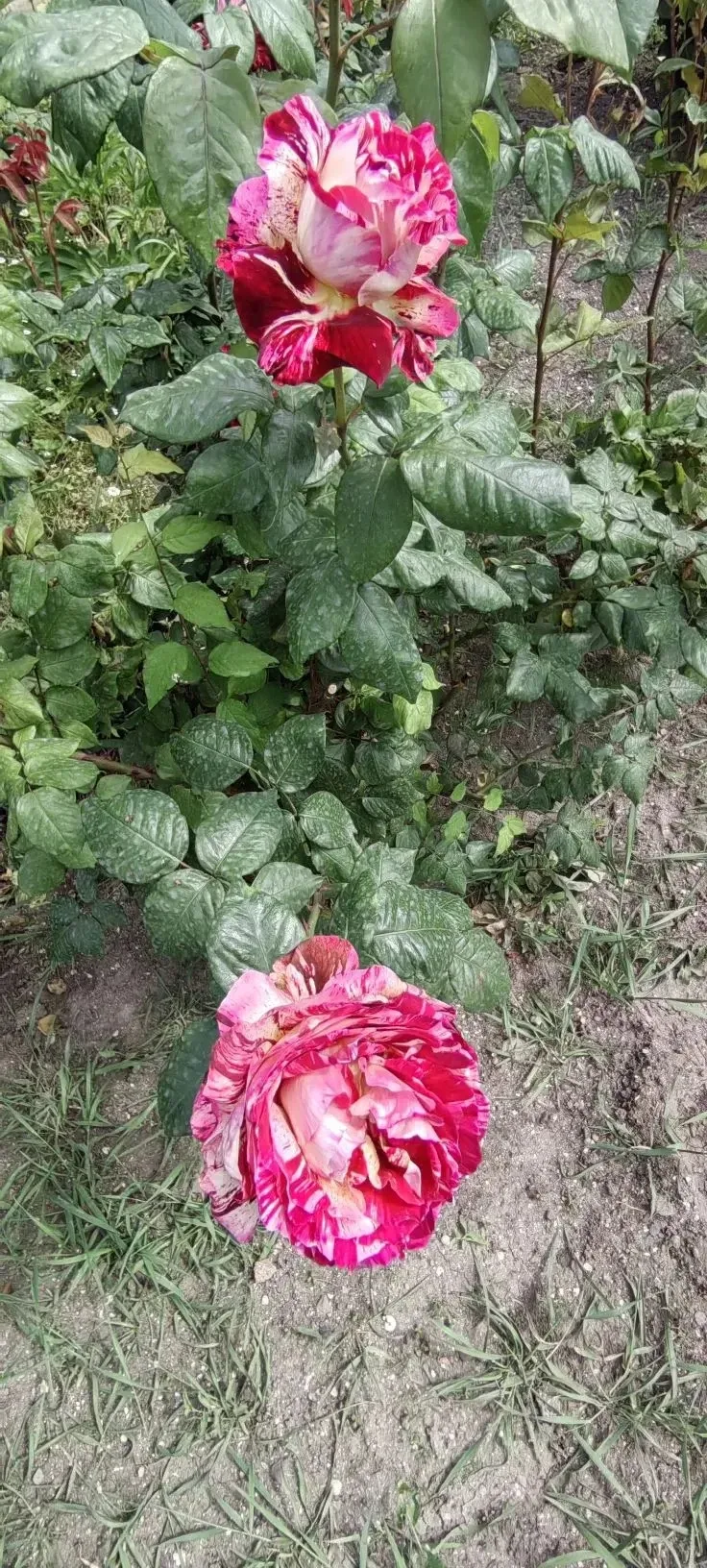 🌹Когда в городе зацветают розы, улицы словно оживают новой, особенной красотой  Воздух наполняется т