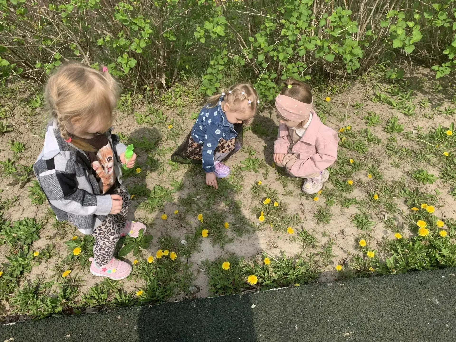 🌼 Сегодня на прогулке малыши из младшей группы познакомились с настоящим чудом природы — одуванчиком