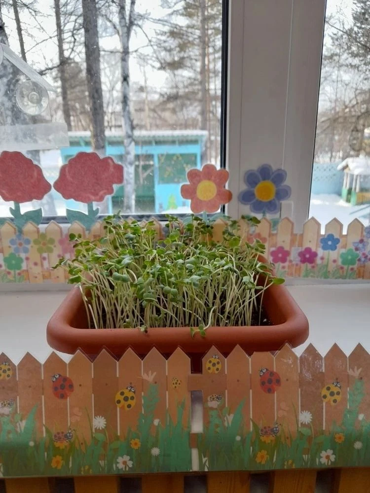 🌱 Весна на подоконнике: запускаем «Чудо-огород»! 🌿Вот и зима подходит к концу, а знач...