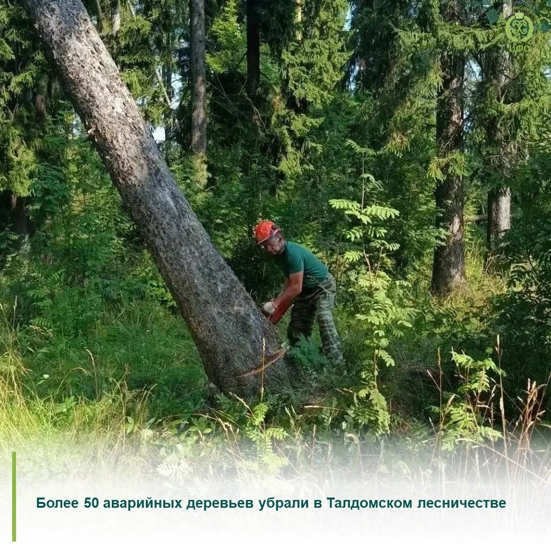 🌿В Талдомском филиале ГАУ МО «Мособллес» завершили работы по рубке аварийных деревьев....