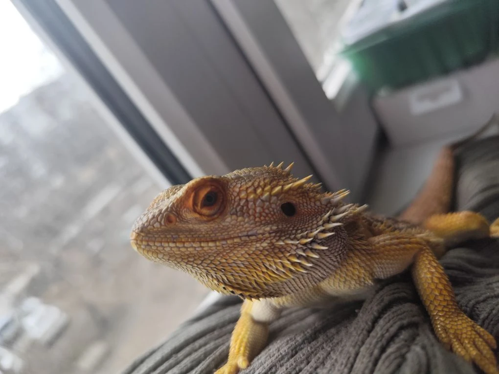 Григорий)