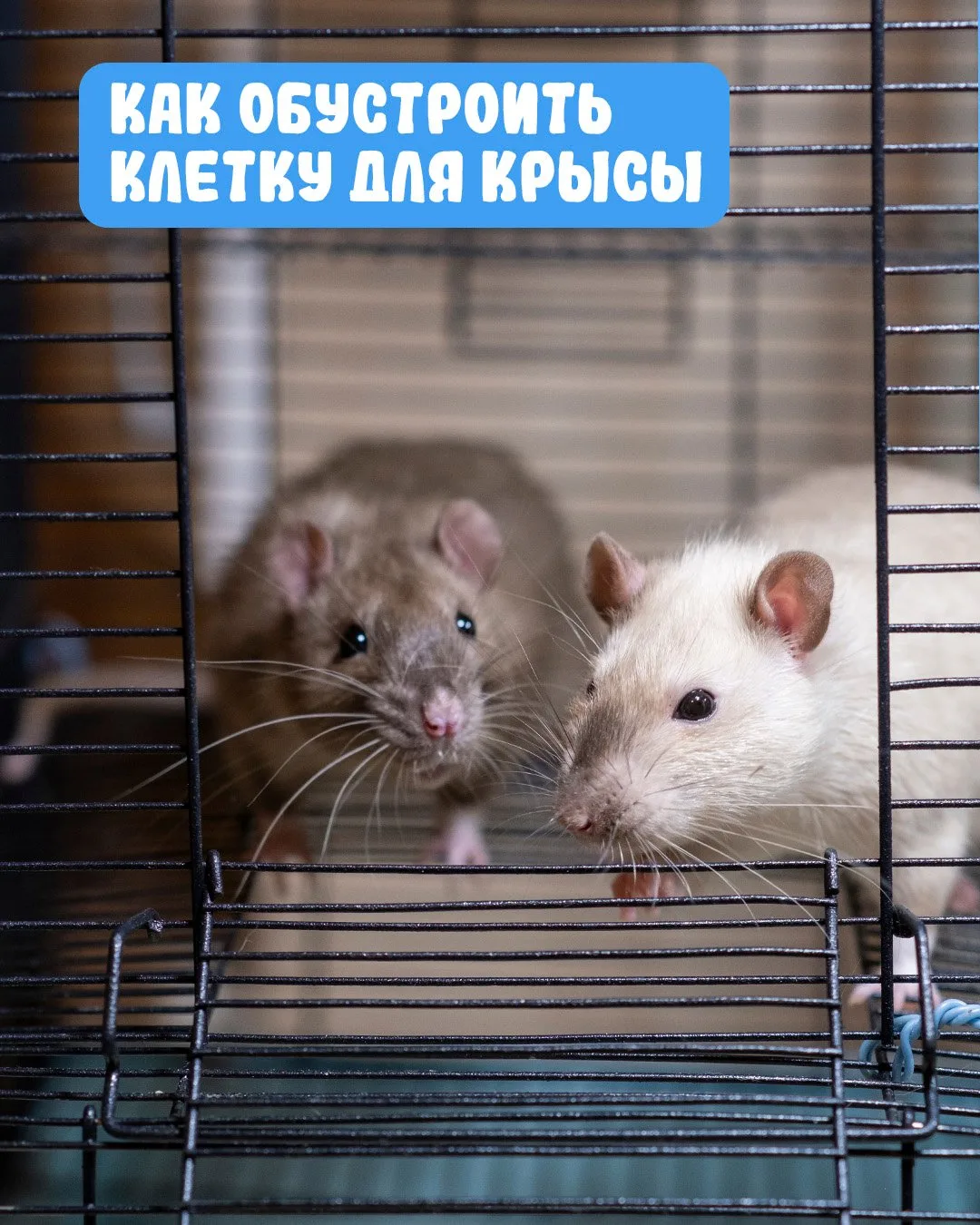 Дом для крысы: уют, безопасность и развлечения 🐀🏠