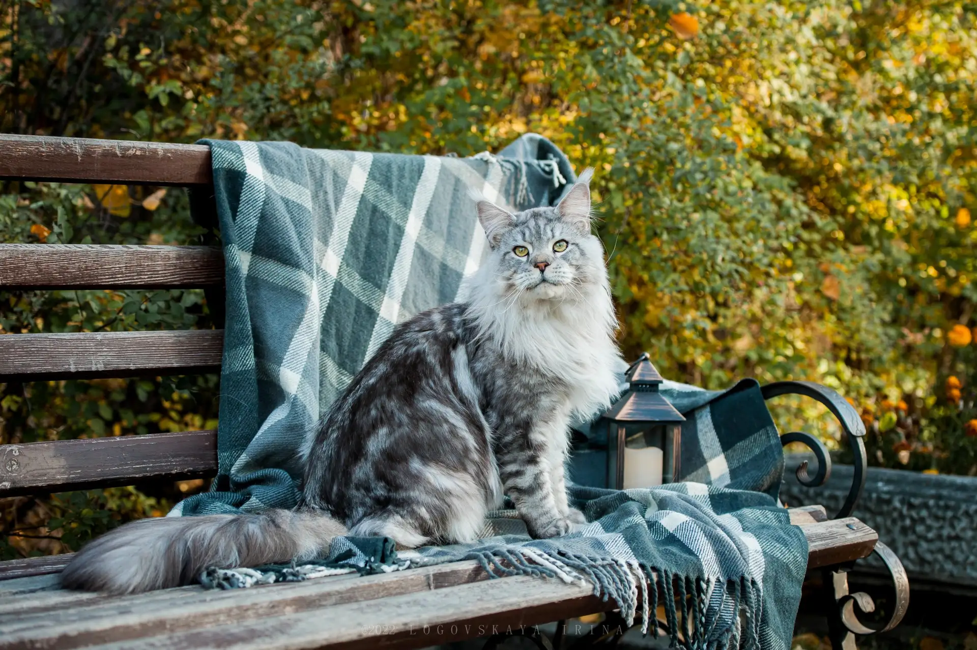 🏆 Сердцеед, фотомодель и хороший отец. История мейн-куна Зефира — кота-чемпиона, за ко...