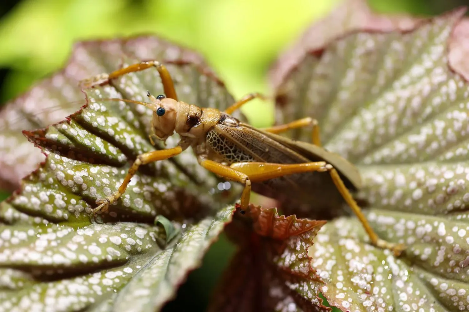 🦗Сетчатые кузнечики Гваделупы – новые обитатели «Тропического леса»

Эти необычные прямокрылые насе