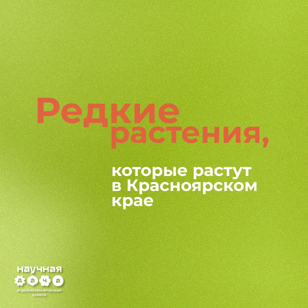 Удивительное рядом!🌸

Сегодня рассказываем вам о редких растениях Красноярского края

Скорее смотри
