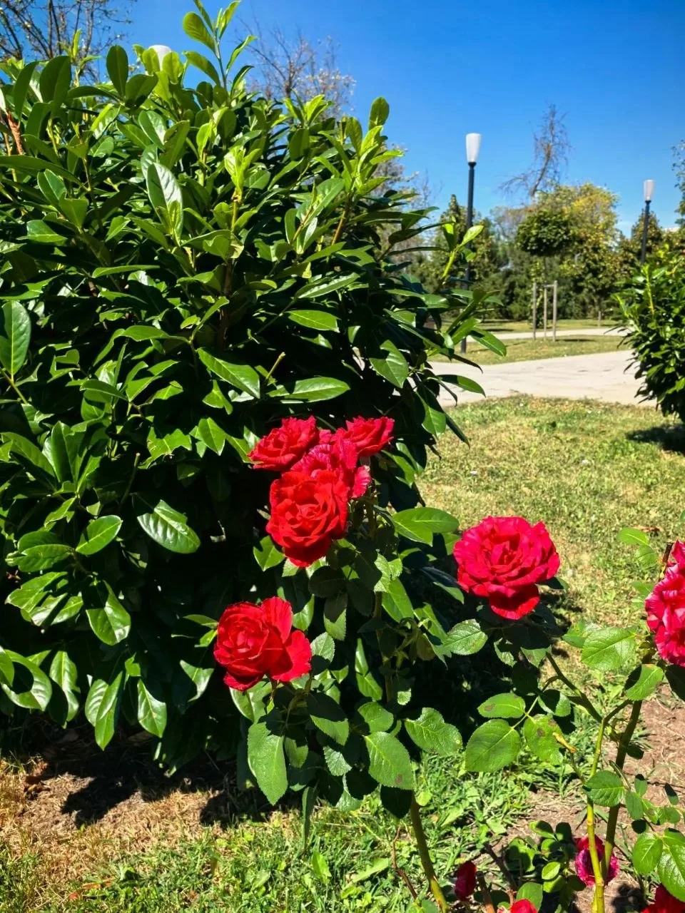 ☀️Первого сентября прогнозируют малооблачную и теплую погоду.