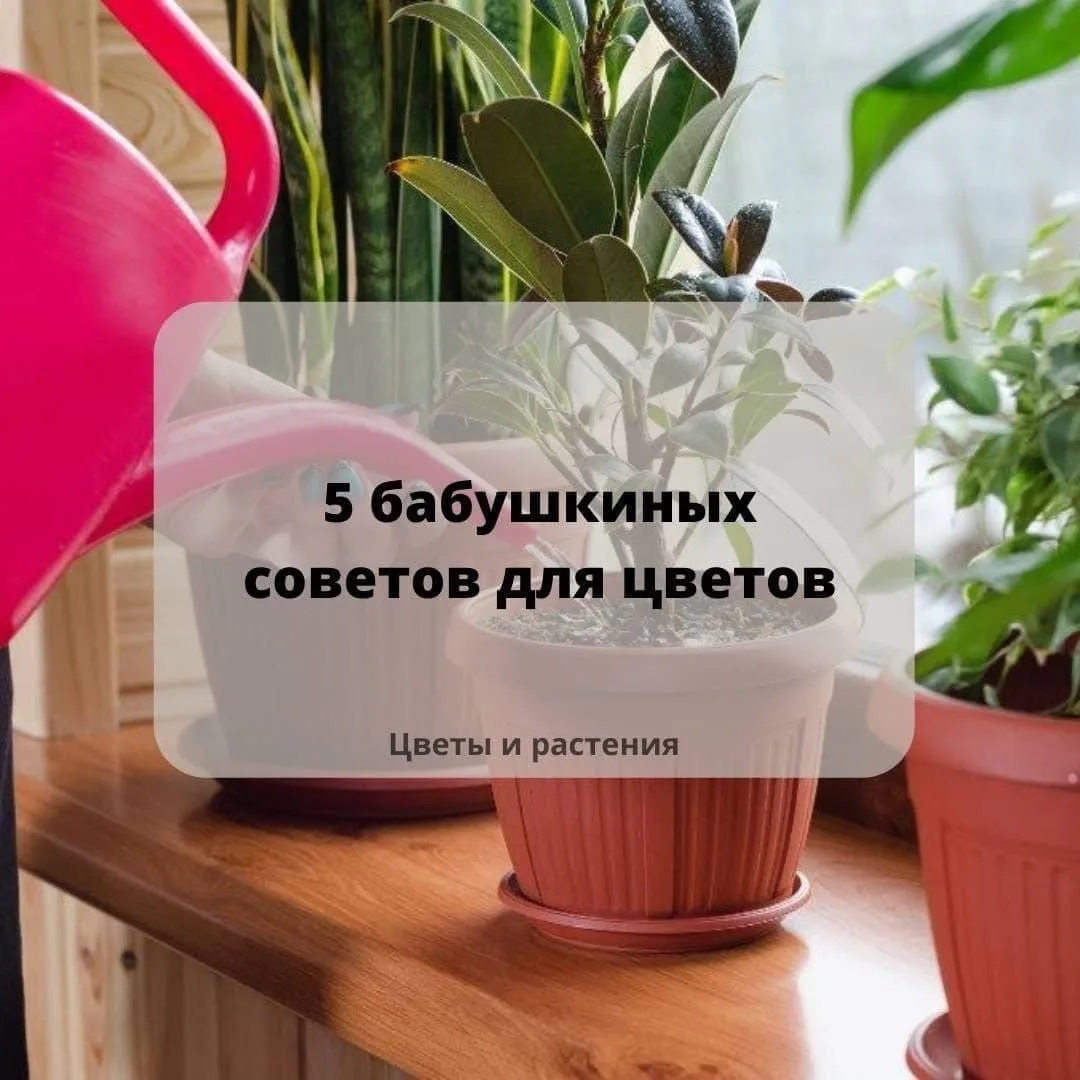 5 бабушкиных советов для цветов🪴
