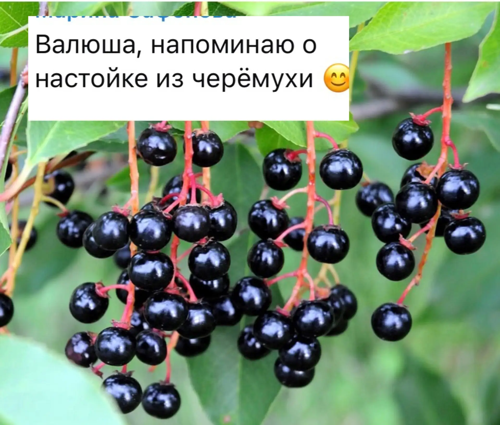 Про #настойки из черемухи просили🍷 Сразу оговорюсь, что тут есть нюансы☝️

✔️ягоды должны быть зрел