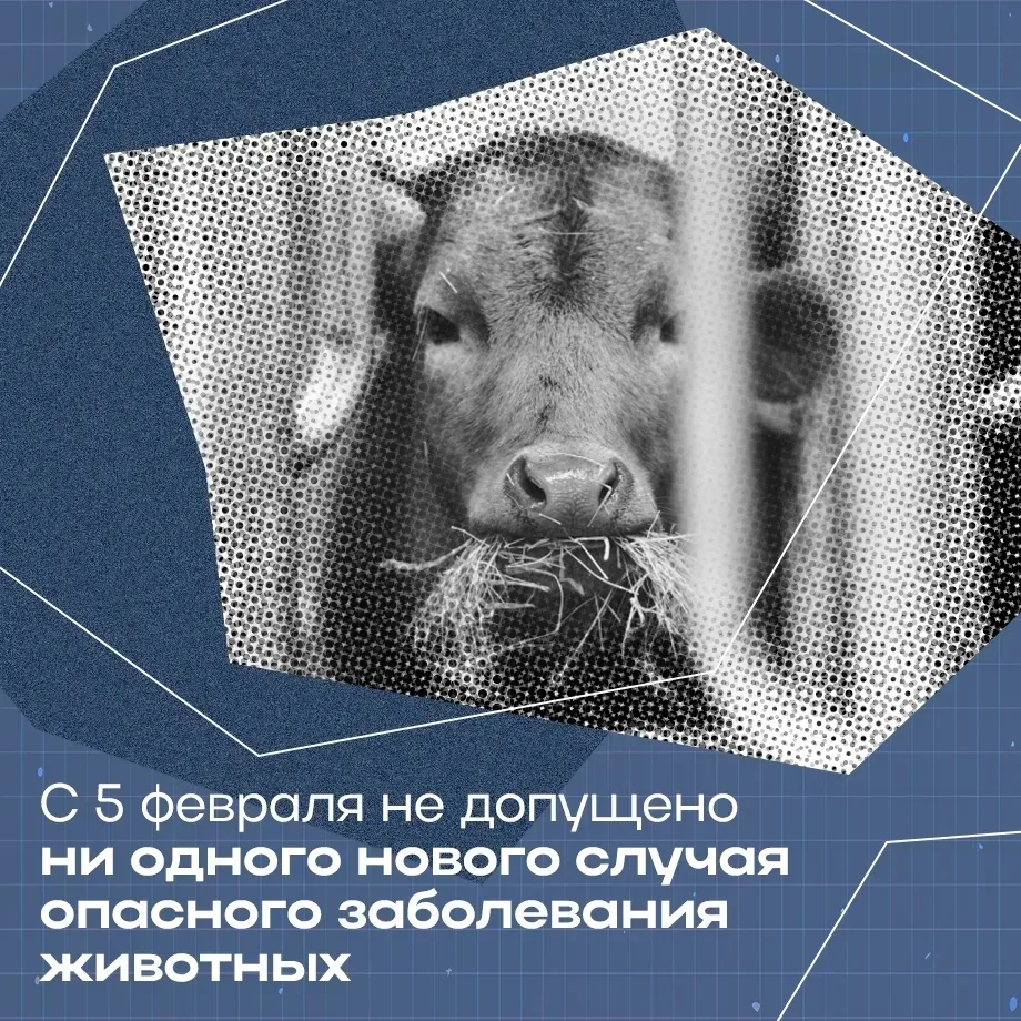 Онгудай | Горно-Алтайск | Майма | Чемал🏡  Поэтапная отмена ограничений по пастереллезу началась в Ре