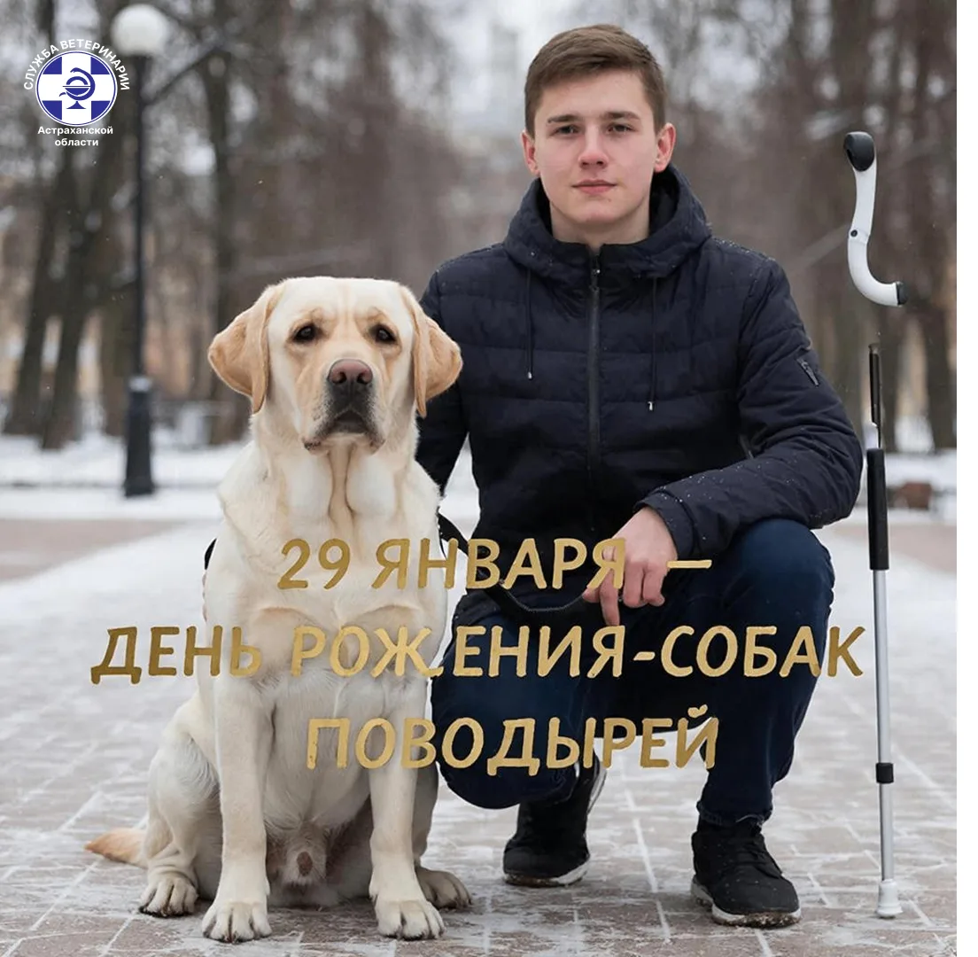 Ровно 95 лет назад, 29 января 1929 года, в США была основана первая в мире школа собак-...