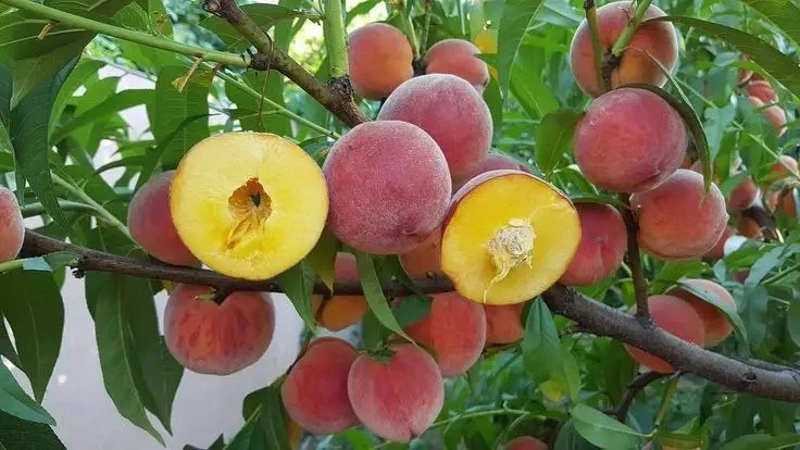 🍑 Зимостойкие сорта персика
