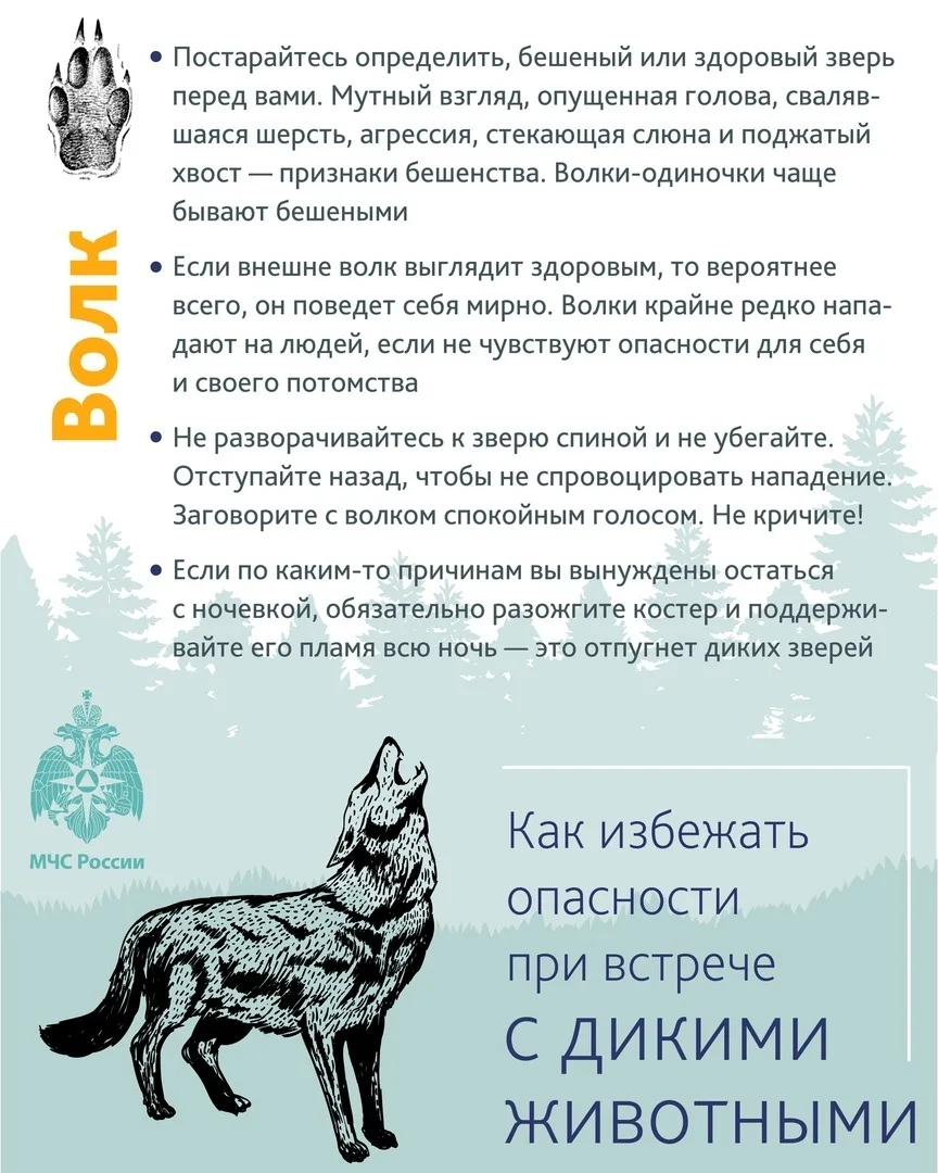 Пребывание в природной среде требует внимательности и осторожности. Дикие животные, как правило, изб