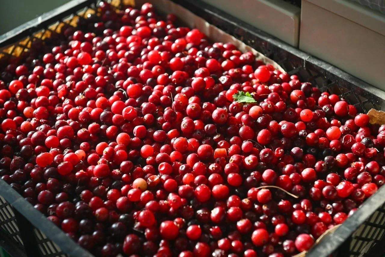 🍒 Ягодный сентябрь
