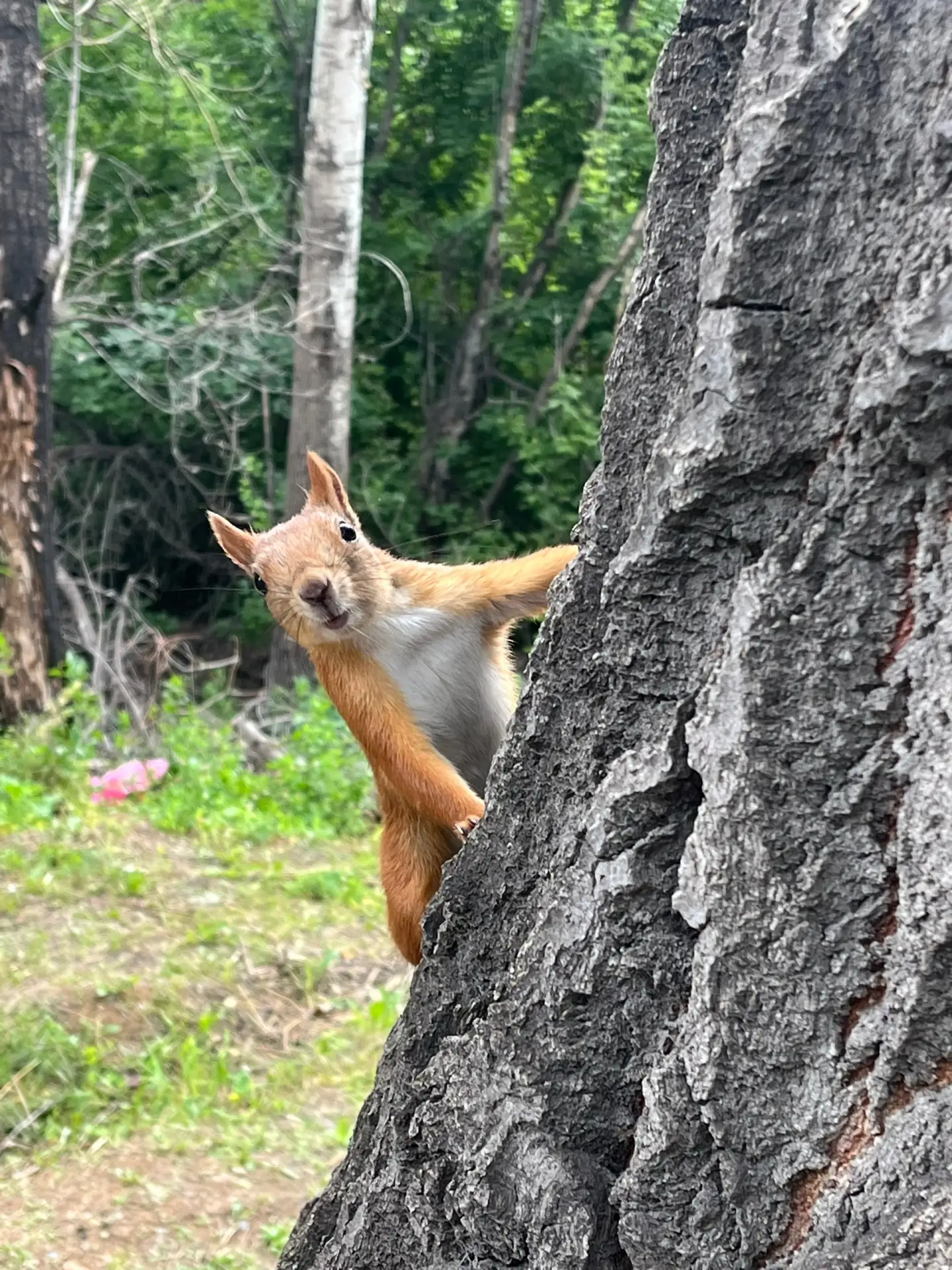Хорошие новости в парке Строителей! 🌳🐿️

В нашем любимом парке стало ещё уютнее и заботливее! Тепе