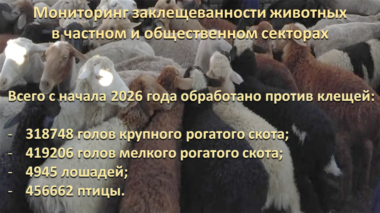 В крае вопросы профилактики и борьбы с Крымской геморрагической лихорадкой находятся под постоянным 