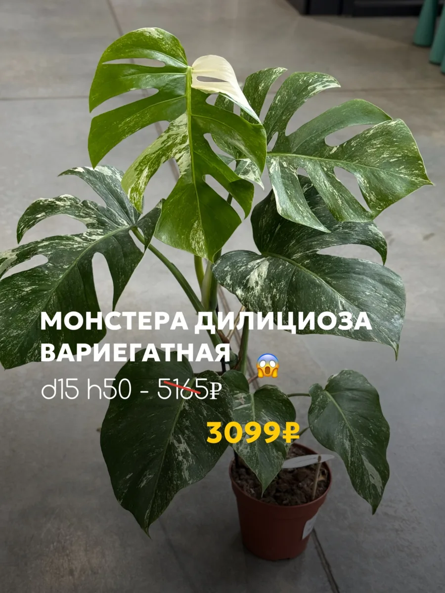 Собрали для вас подборку растений-хитов нашей базы 🌿

В подборке — самые любимые позиции наших по