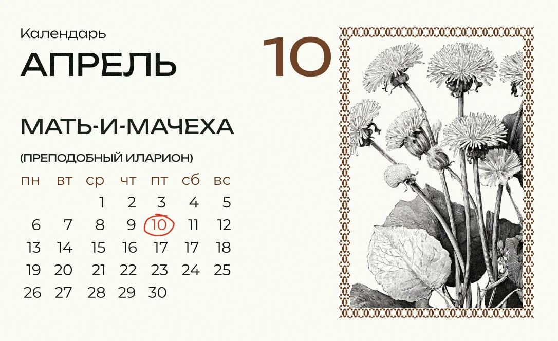 Сегодня Иларион — травный день.   Мать-и-мачеха начинала расти еще под снегом, а к ранней весне уже 