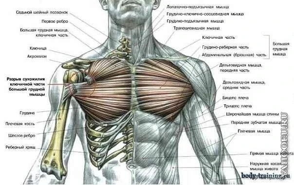 Селективная тренировка груди
Все упражнения задействуют грудную мышцу практически полностью, однако 