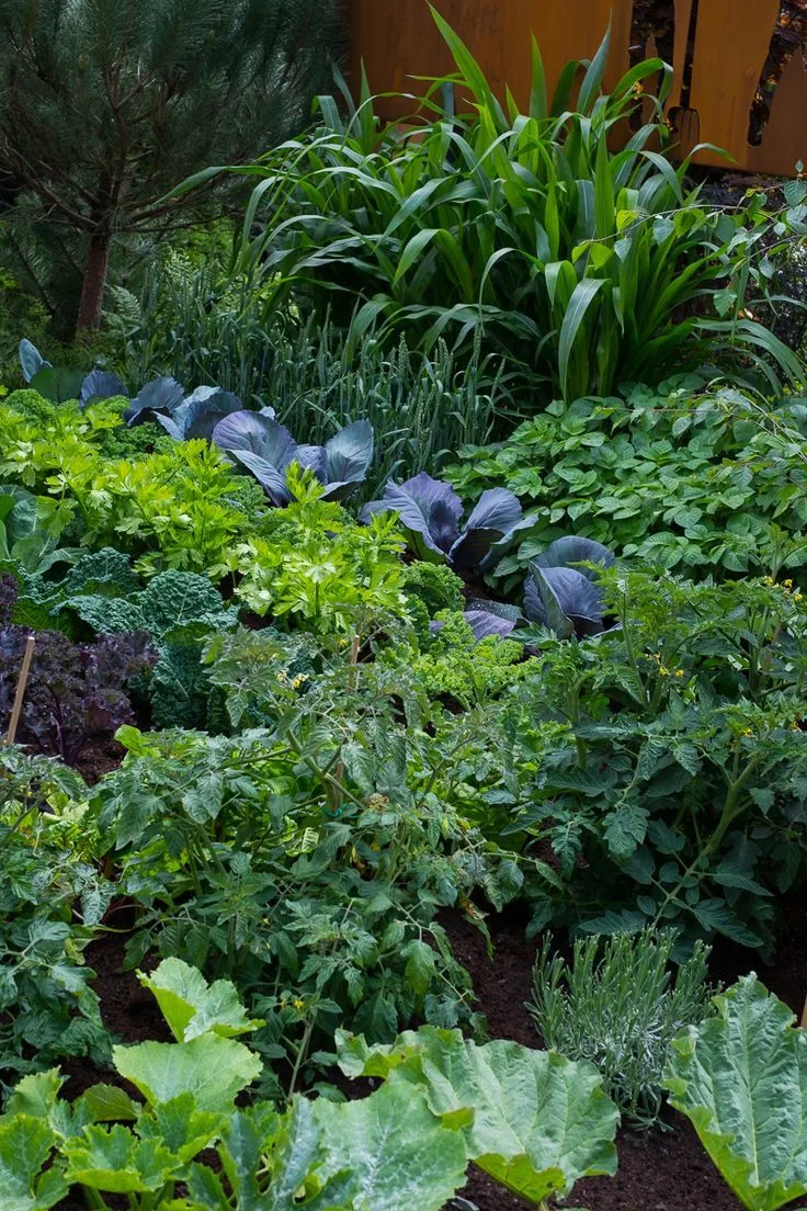 Овощные клумбы — зелёный оазис в саду 🌿 🥬

#ландшафтный_дизайн