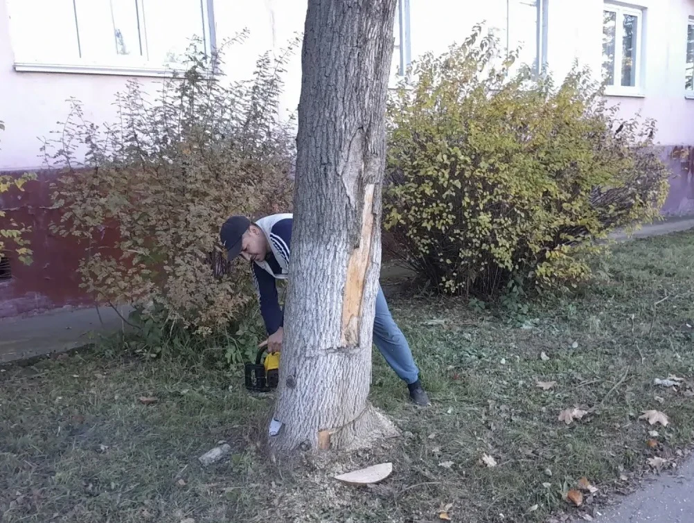 🌳Провели опиловку сухостоя!