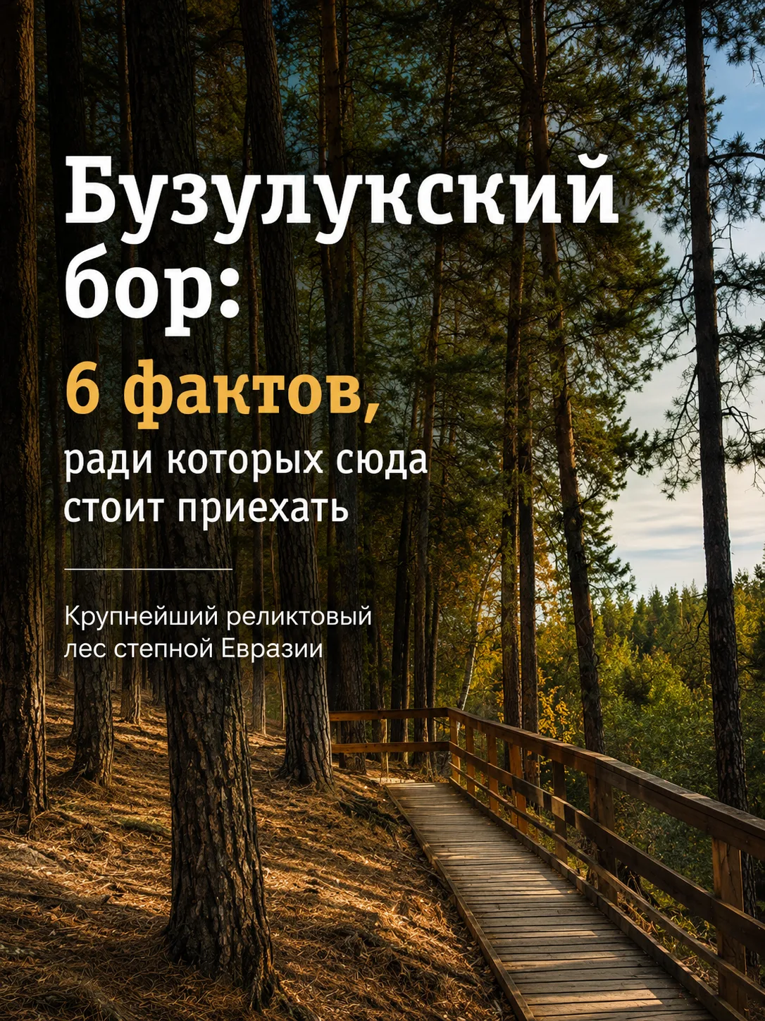 Бузулукский бор: 6 фактов, которые вас удивят

Сосны старше городов, воздух, который чувствуешь коже