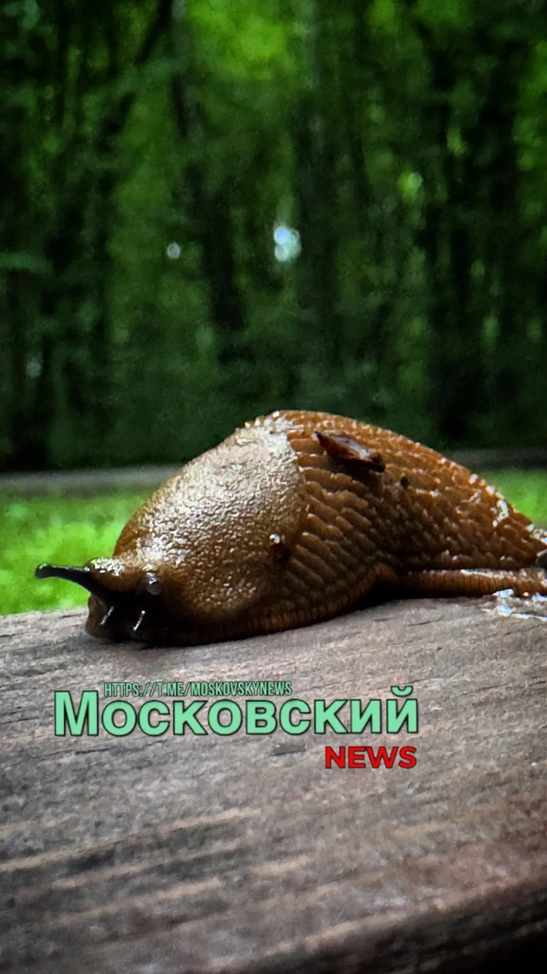 После недавних дождей в парках Новой Москвы началось настоящее нашествие испанских слиз...