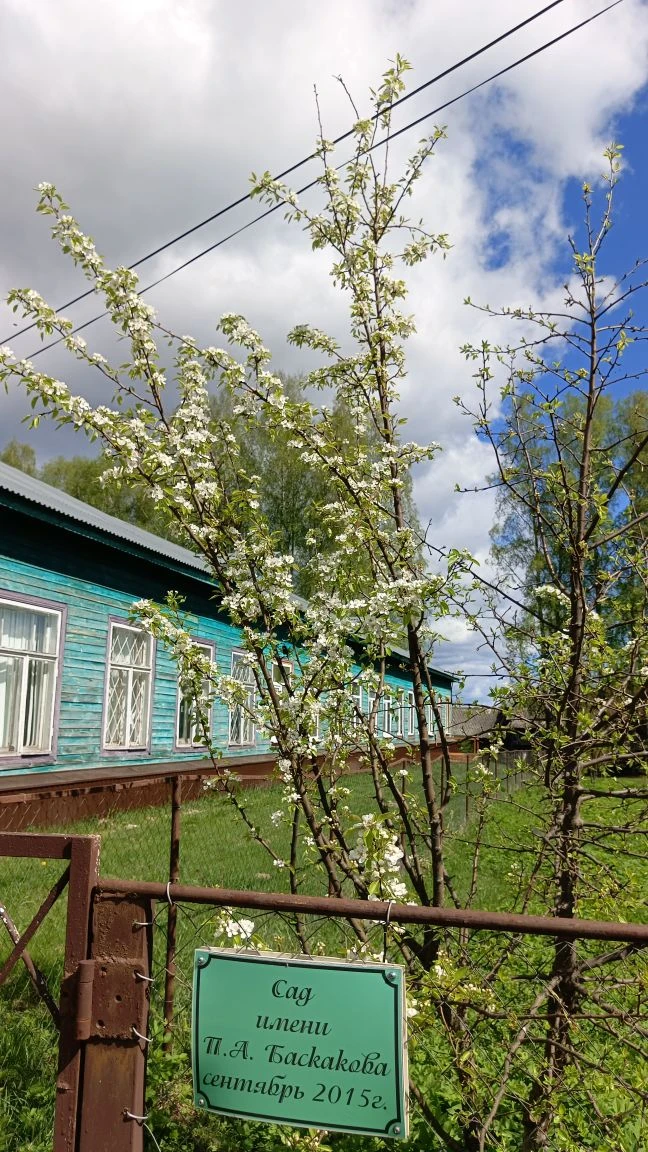Сад Победы цветёт, напоминая нам о годах войны. Яблони и груши раскинули ветви в немом ...