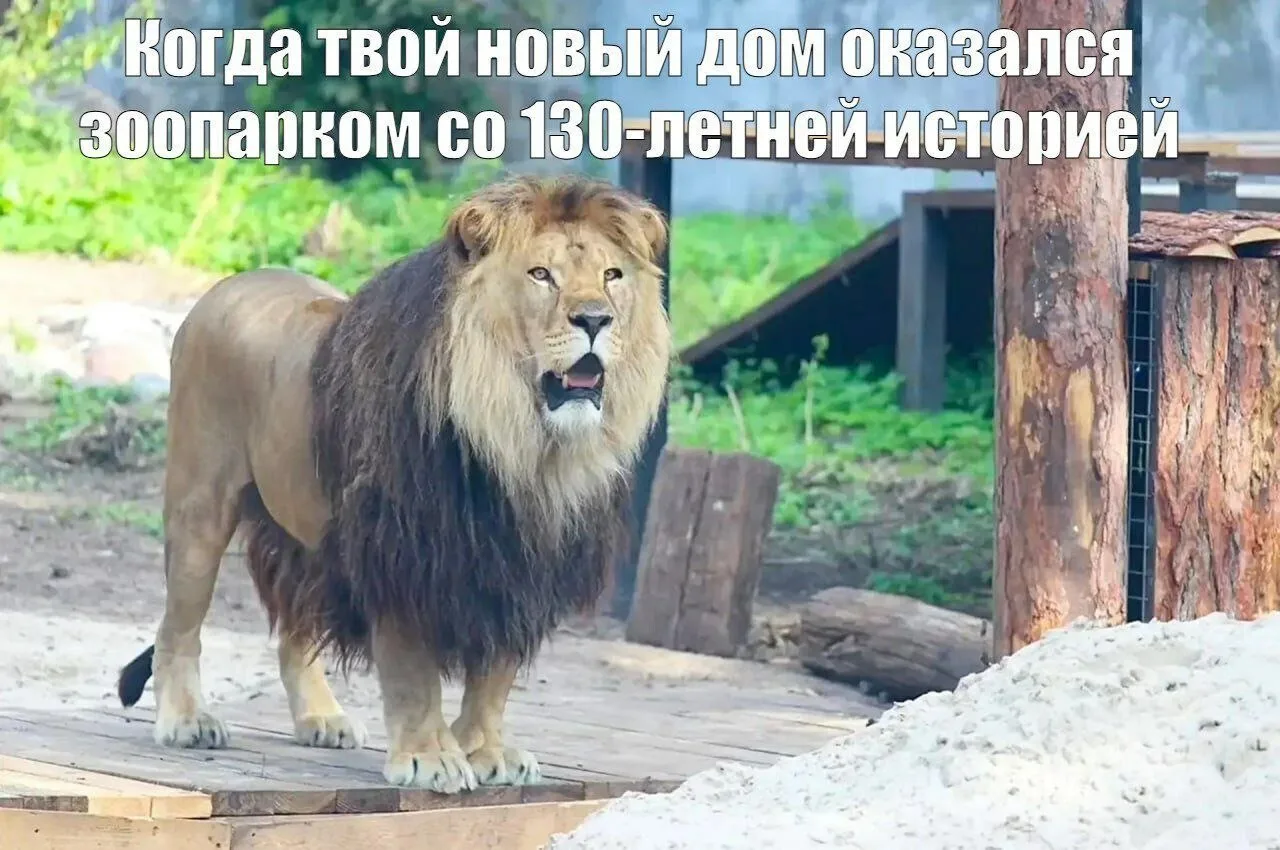 Ну и раз уж сегодня День нашего зоопарка, закончим весёлым постом с мемами о его обитателях, от реда