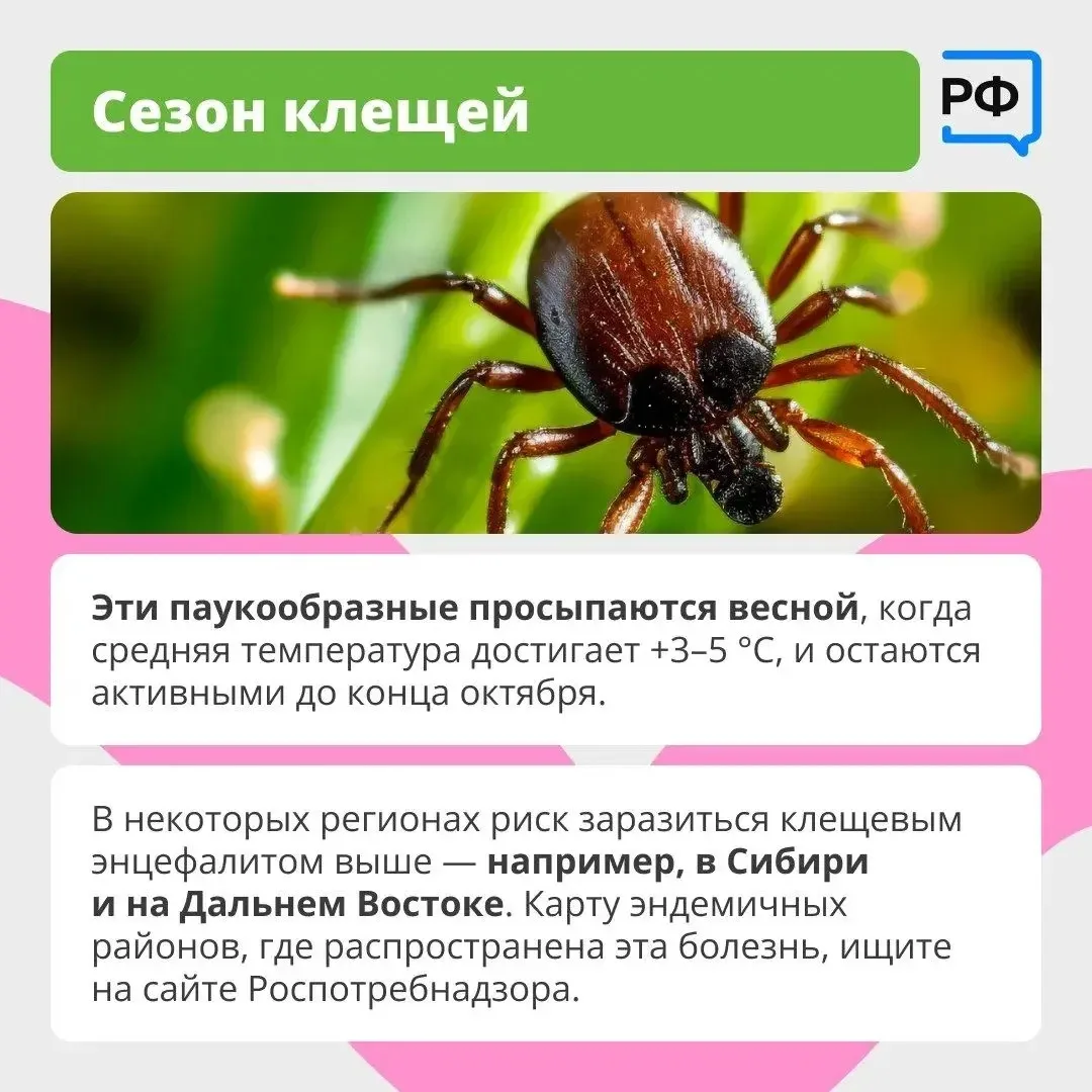 ❗️Клещ - не просто укус! 📅  С ним можно подхватить опасные болезни: боррелиоз (поражает кожу, сердце