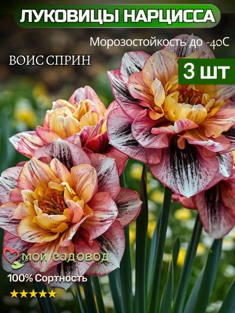Нарциссы луковицы многолетние цветы Мой Садовод