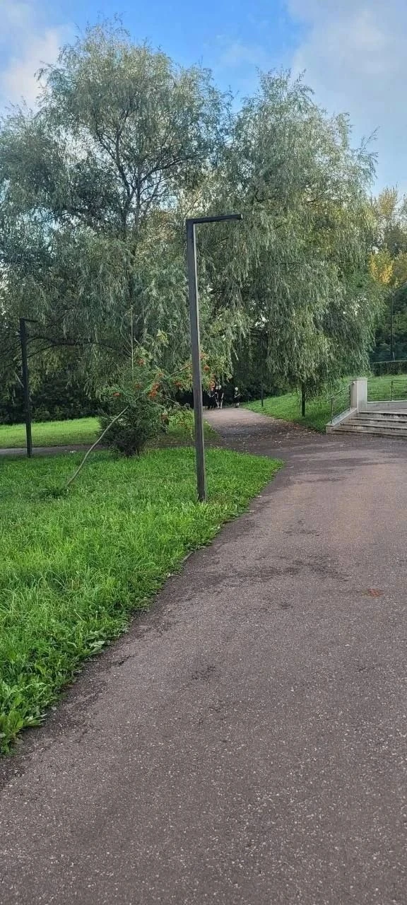 В Стерлитамаке спасут поврежденную детьми рябину