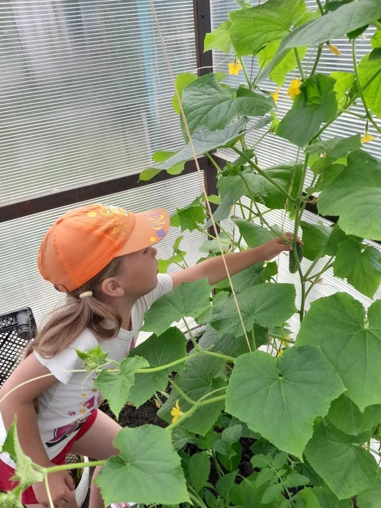 Первый урожай юных овощеводов 👨‍🌾