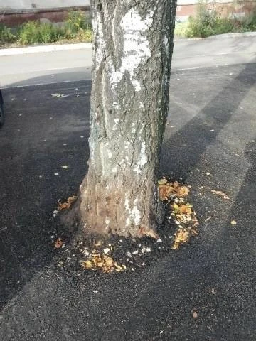 🌳 В Новокуйбышевске на улице Репина, 1а зелёную зону заняла парковка.