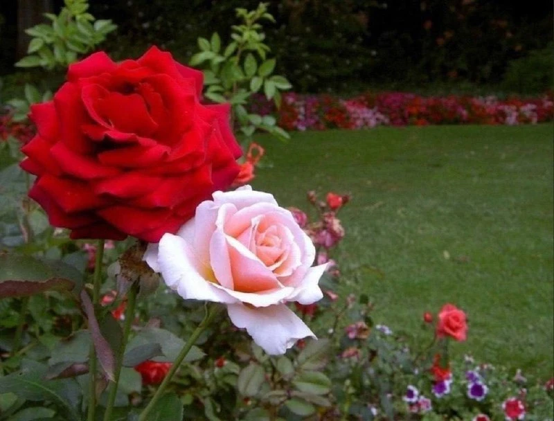 Омолаживаем кусты содой 🌹