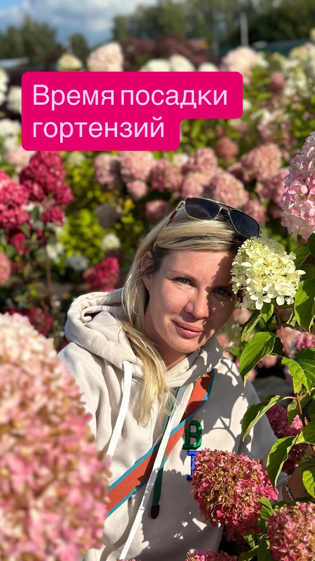 🌸 Гортензии — наша гордость!