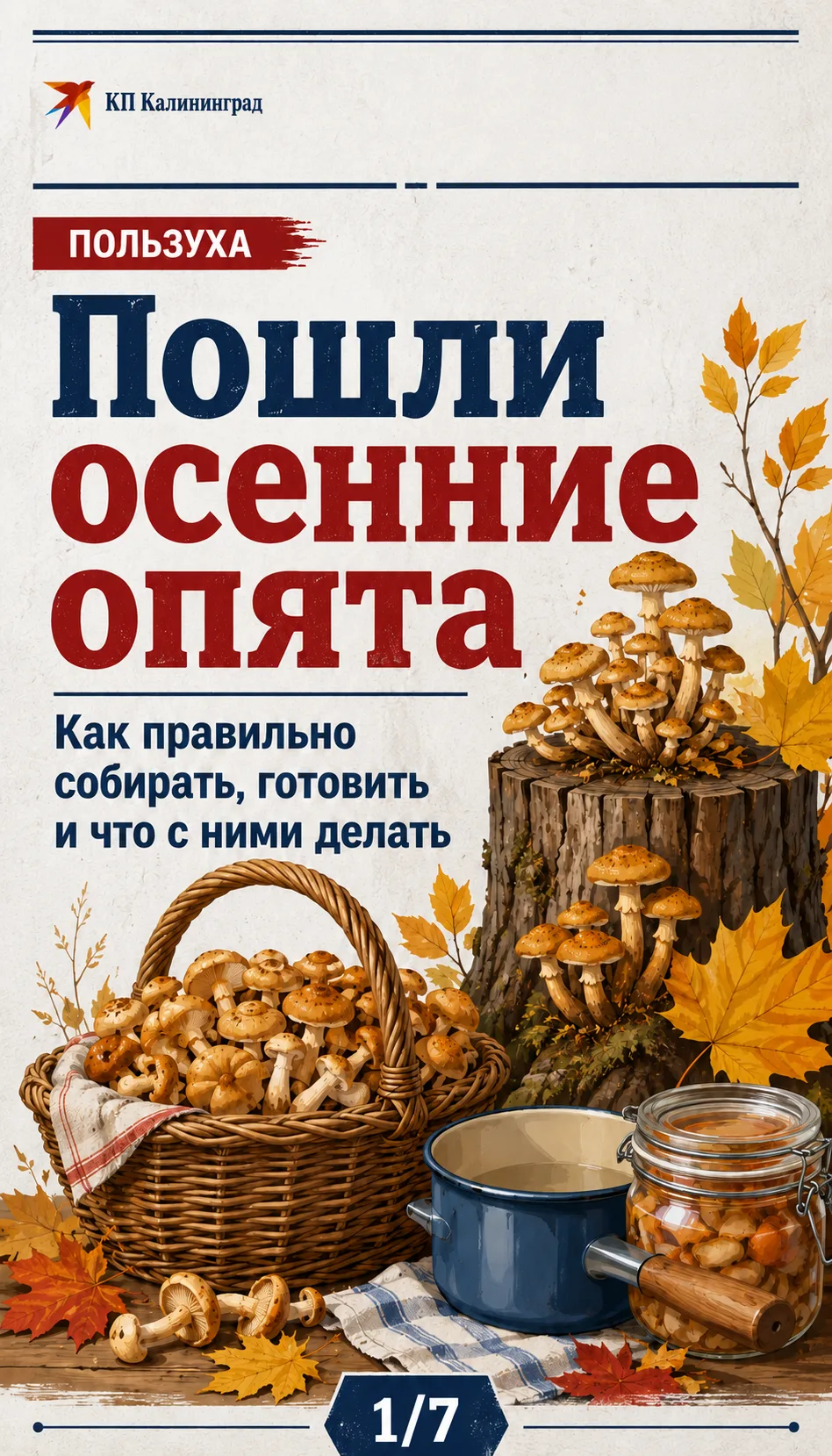 Опята пошли: как собрать их без ошибок и вкусно приготовить