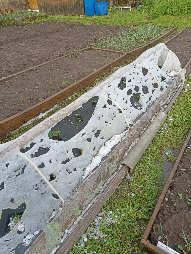 ⚠️Последствия градобойни в Омутнинском районе.