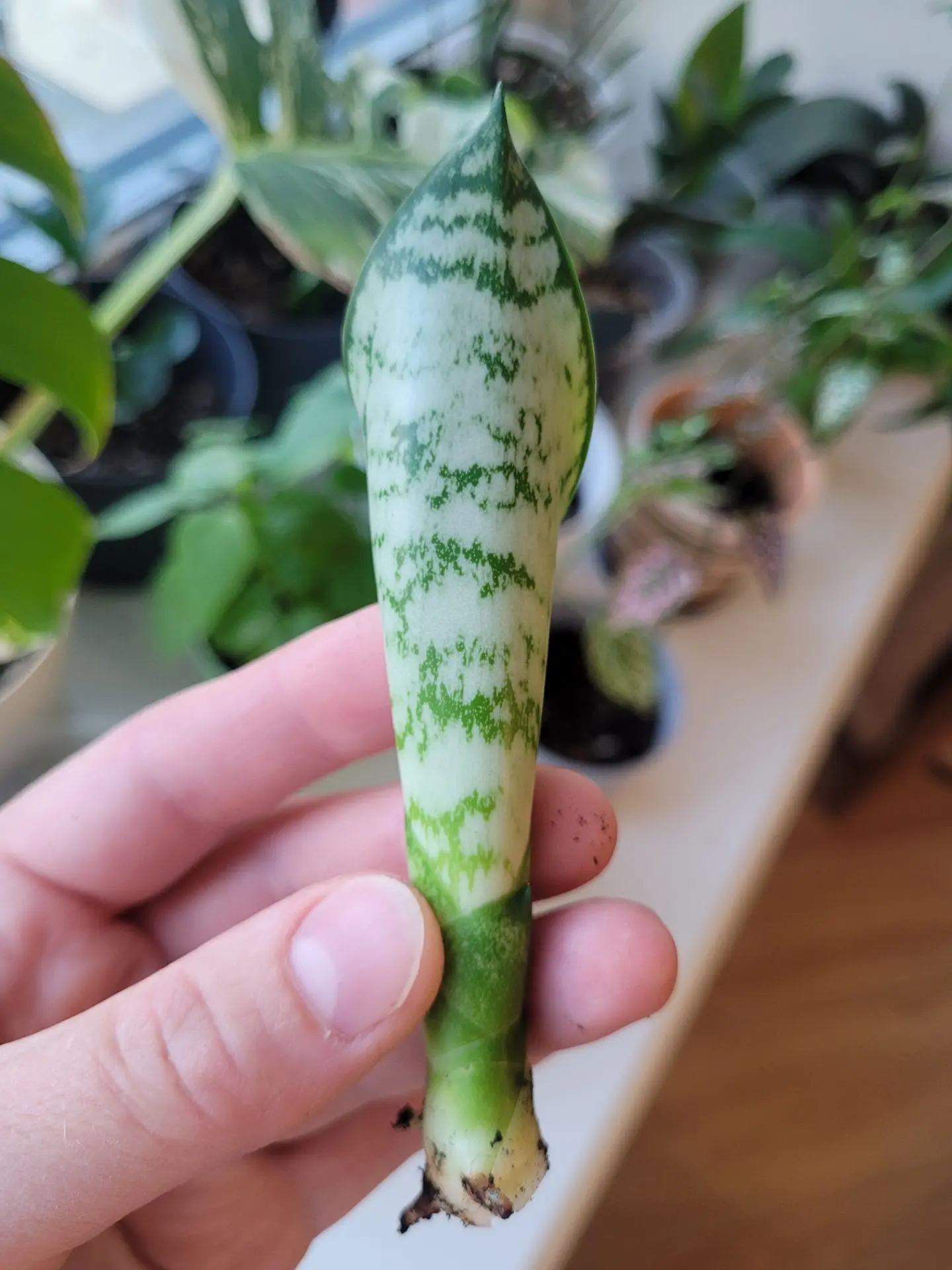 🌺🔥Супер ростки от Сансевиерия 🌱