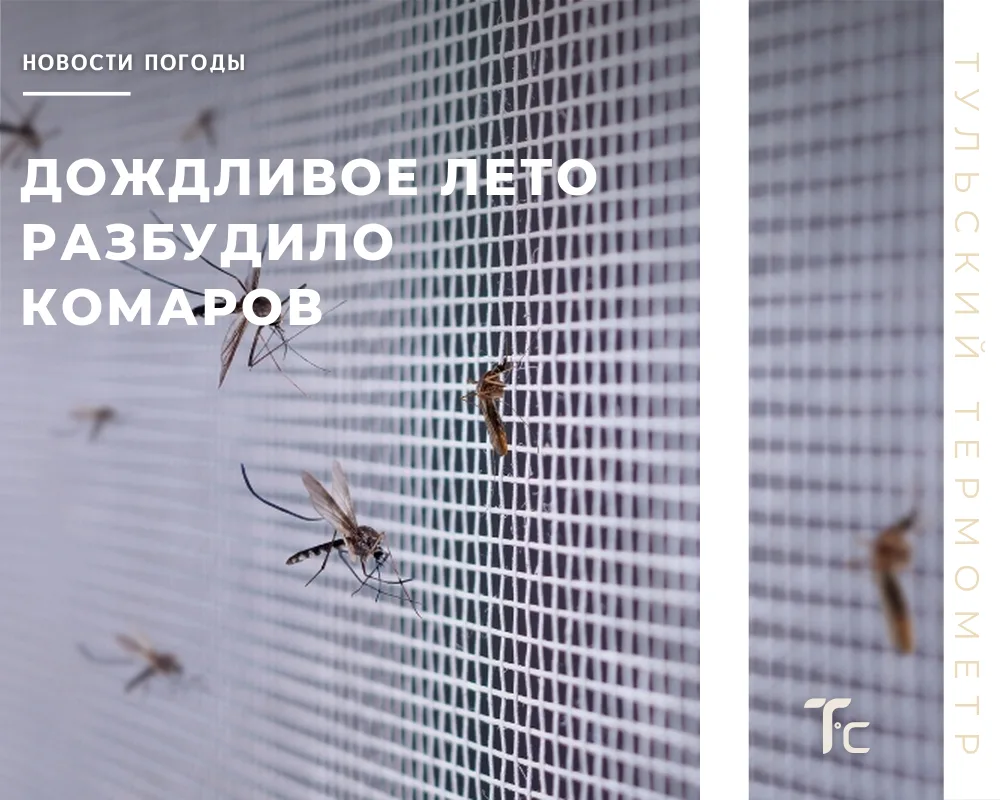😱 Дожди разбудили комаров