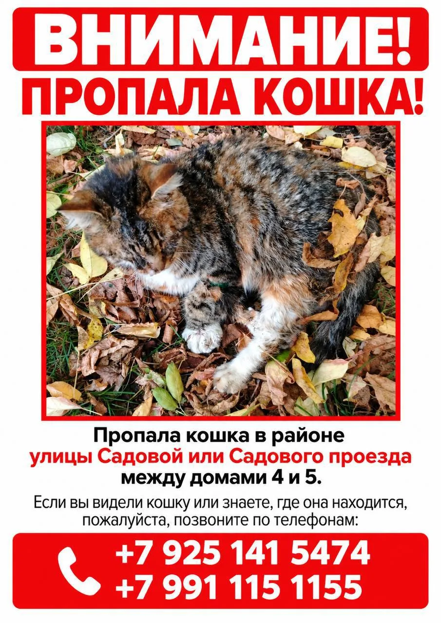Кошку, над которой издевался живодёр, видели живой 🙏