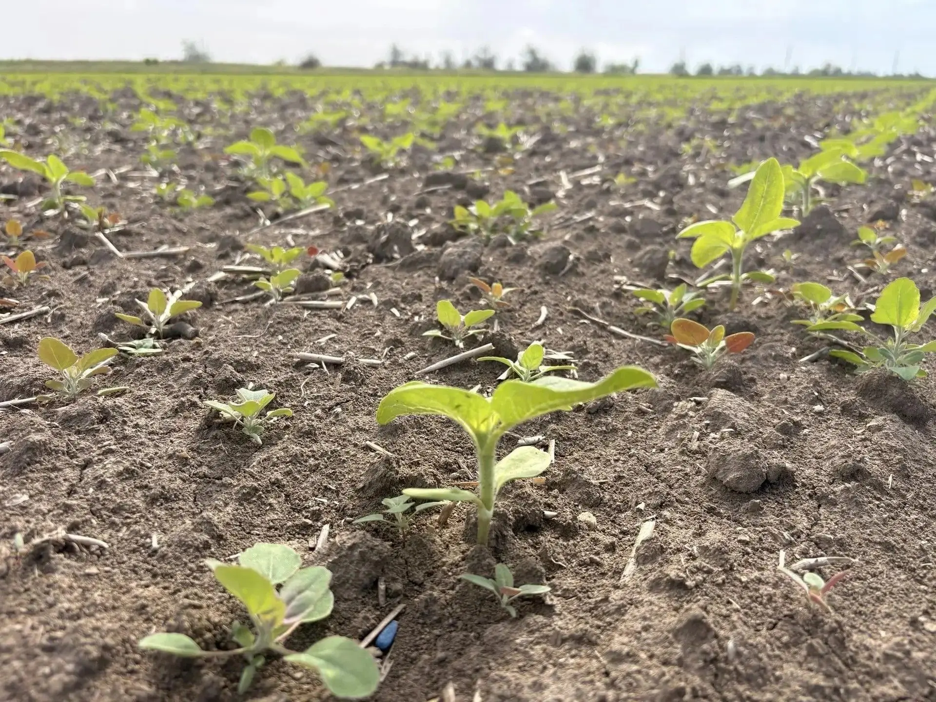 🌱 Стартовали первые всходы гибрида подсолнечника РАТ П 07  на демонстрационных участках производств