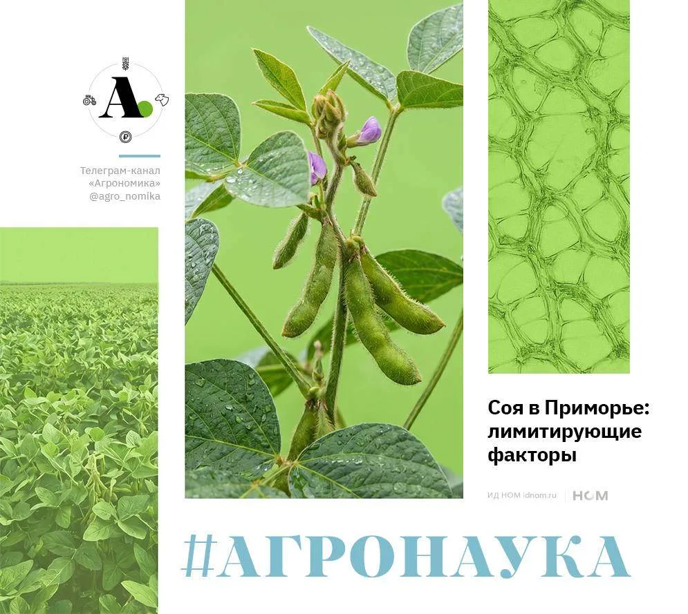 Соя в Приморье: лимитирующие факторы.