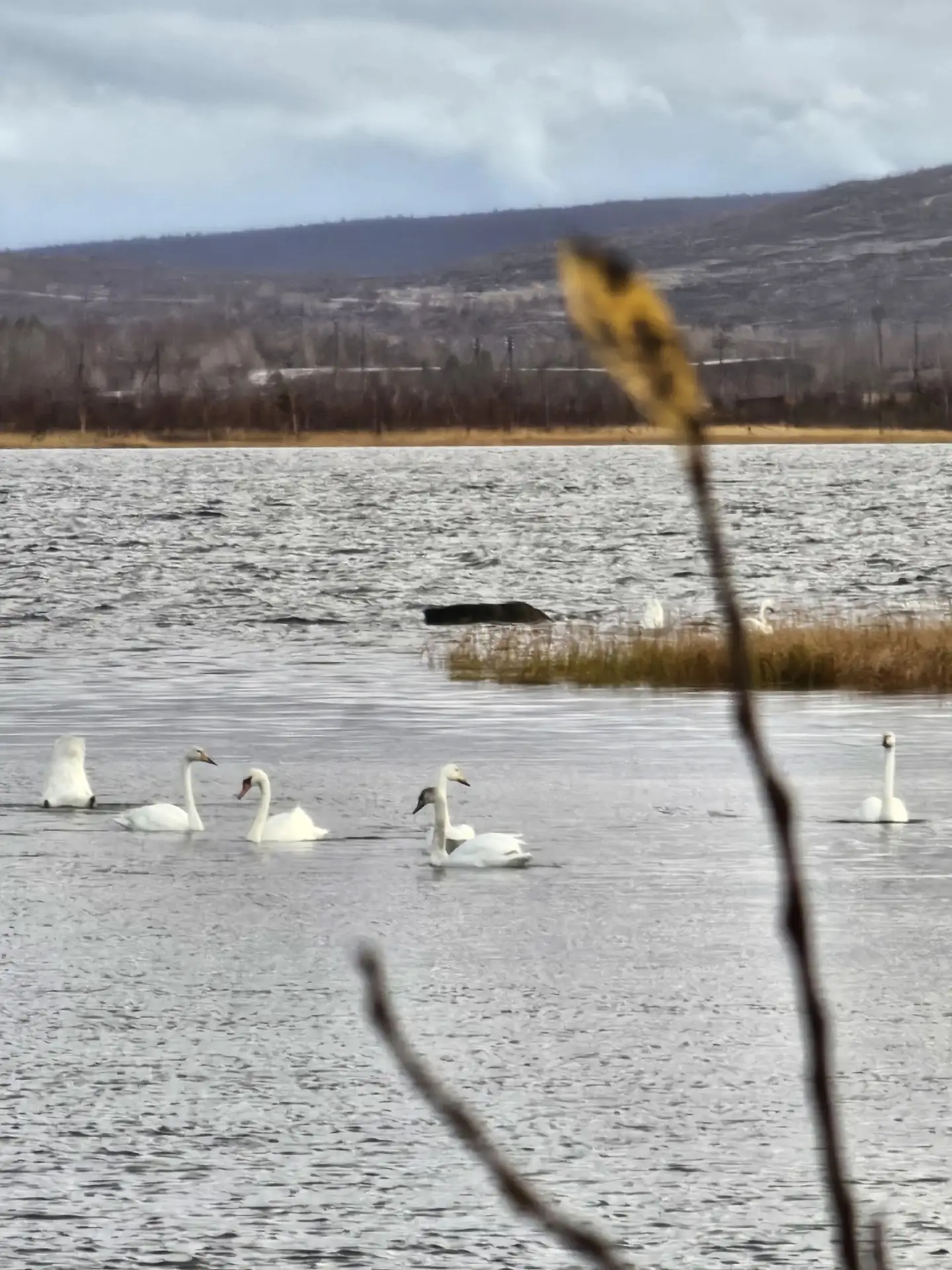 Красавцы в городе на отдыхе перед дальней дорогой🦢