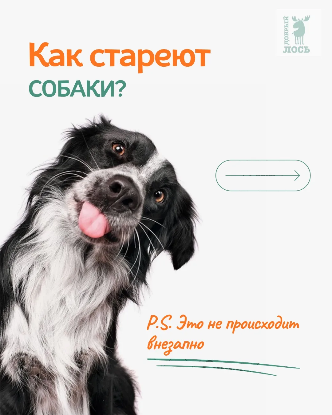 Мы редко замечаем, как стареют наши собаки… 🐶