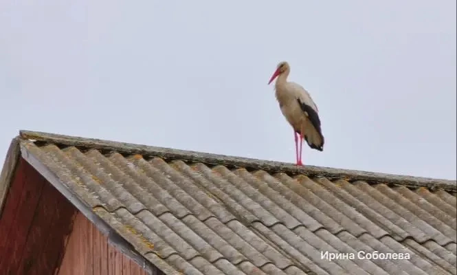 🕊 Аист впервые прилетел в карельскую деревню Улитина Новинка в Кондопожском районе