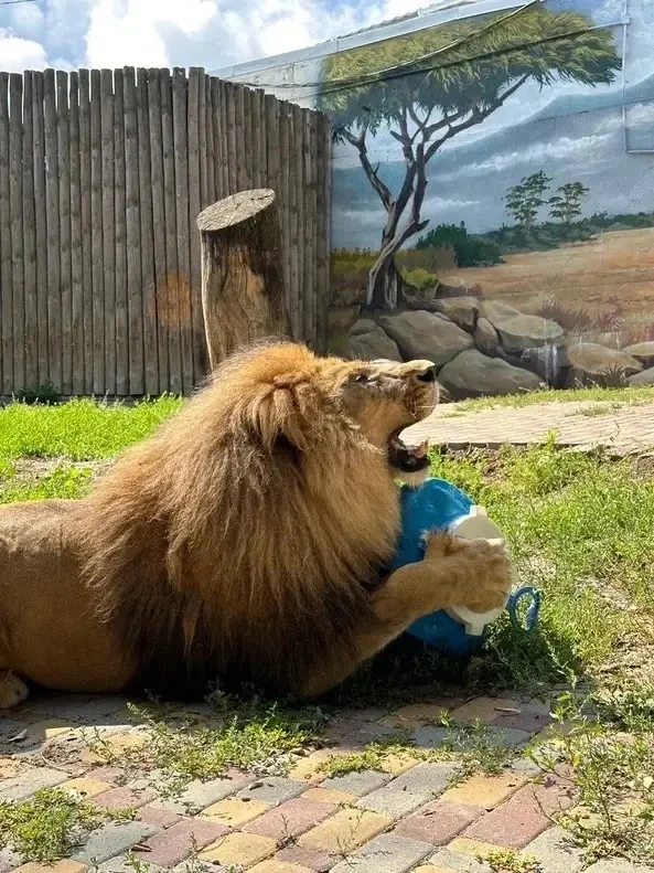🦁Льву Цезарю в Ростовском зоопарке исполнилось 17 лет!
